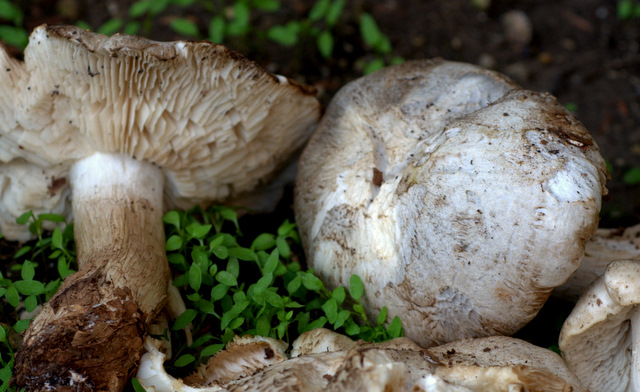 Tricholoma filamentosum o Tricholoma pardinum v filamentosum